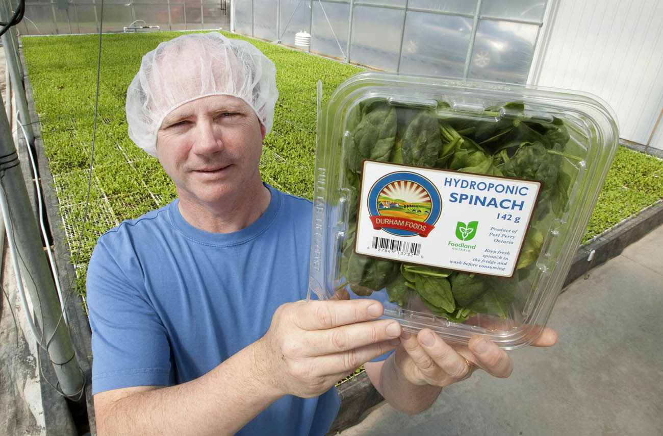 Jim Sheehan shows finished spinach product ready for shipping in his greenhouse outside Port Perry Ontario April 26, 2013. Photo provided by Jim Sheehan