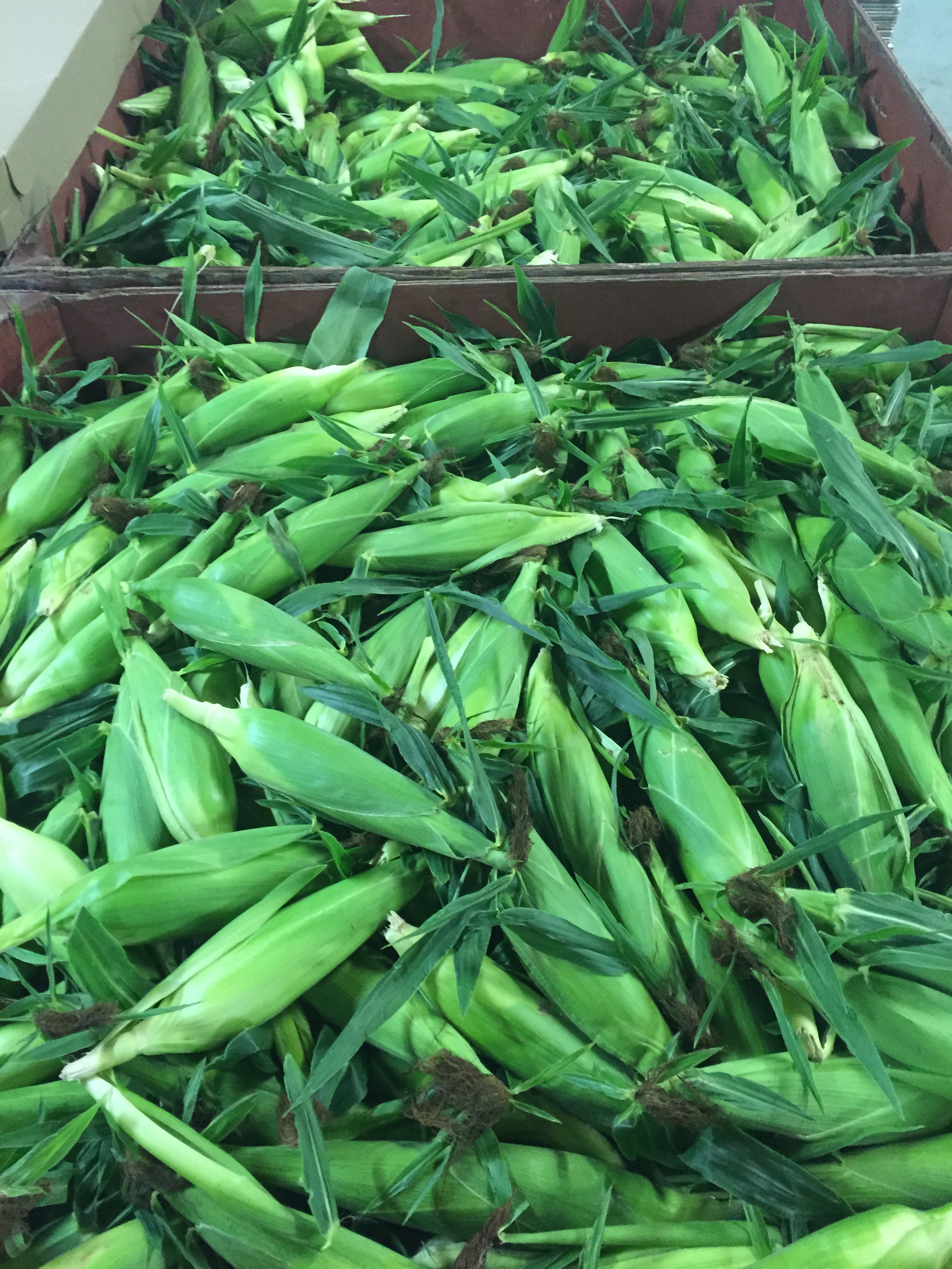 Corn Donated from Andrews' Scenic Acres in Milton