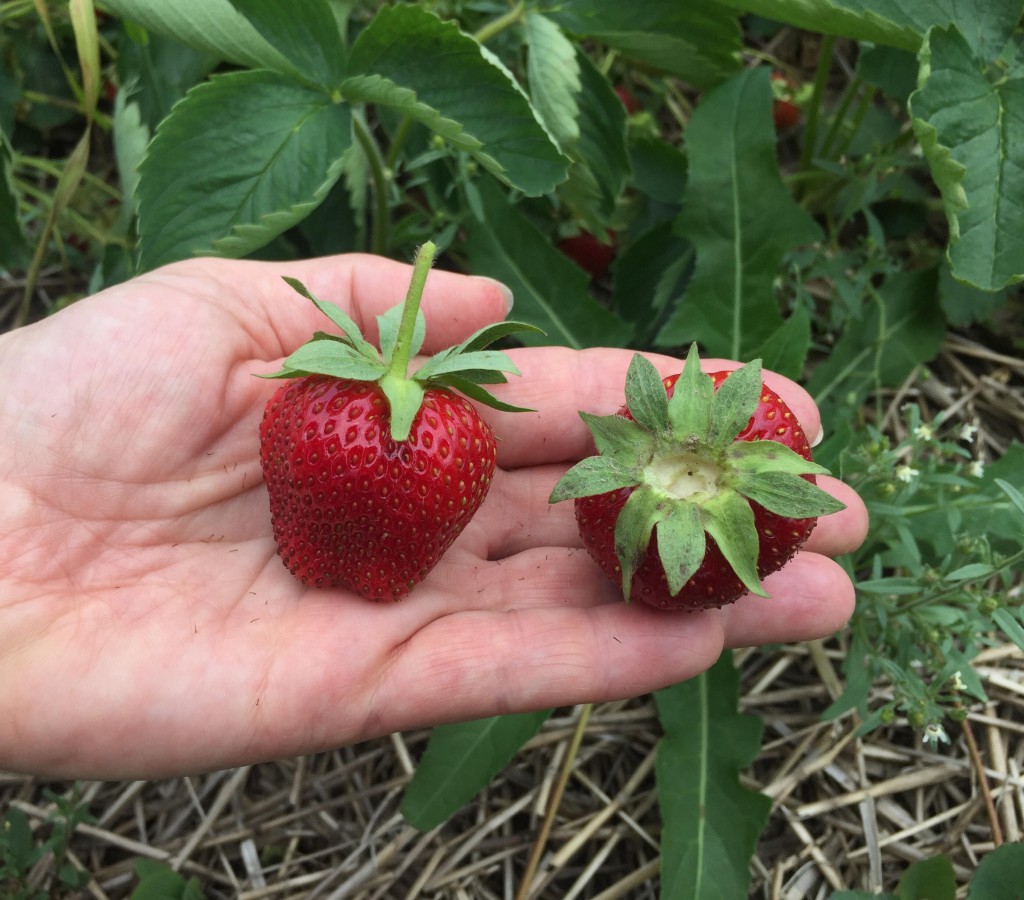 Strawberries at Reesors