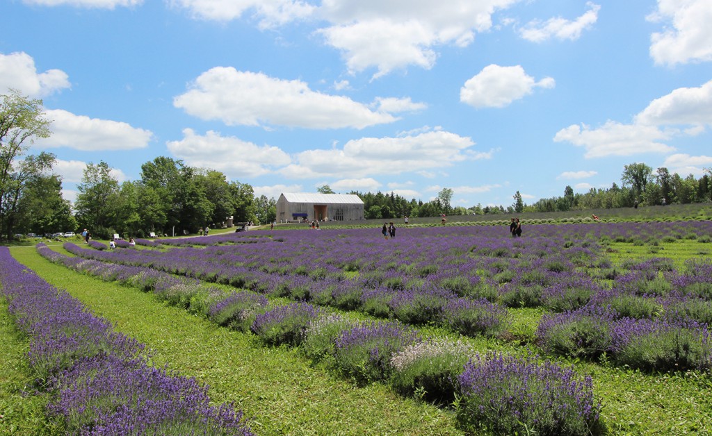 Terre Bleu Lavender Farm_Josie Difelice