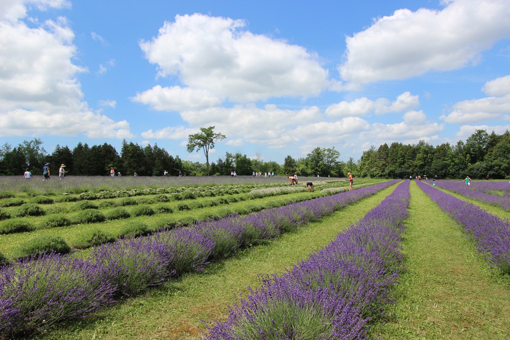 Terre Bleu rows