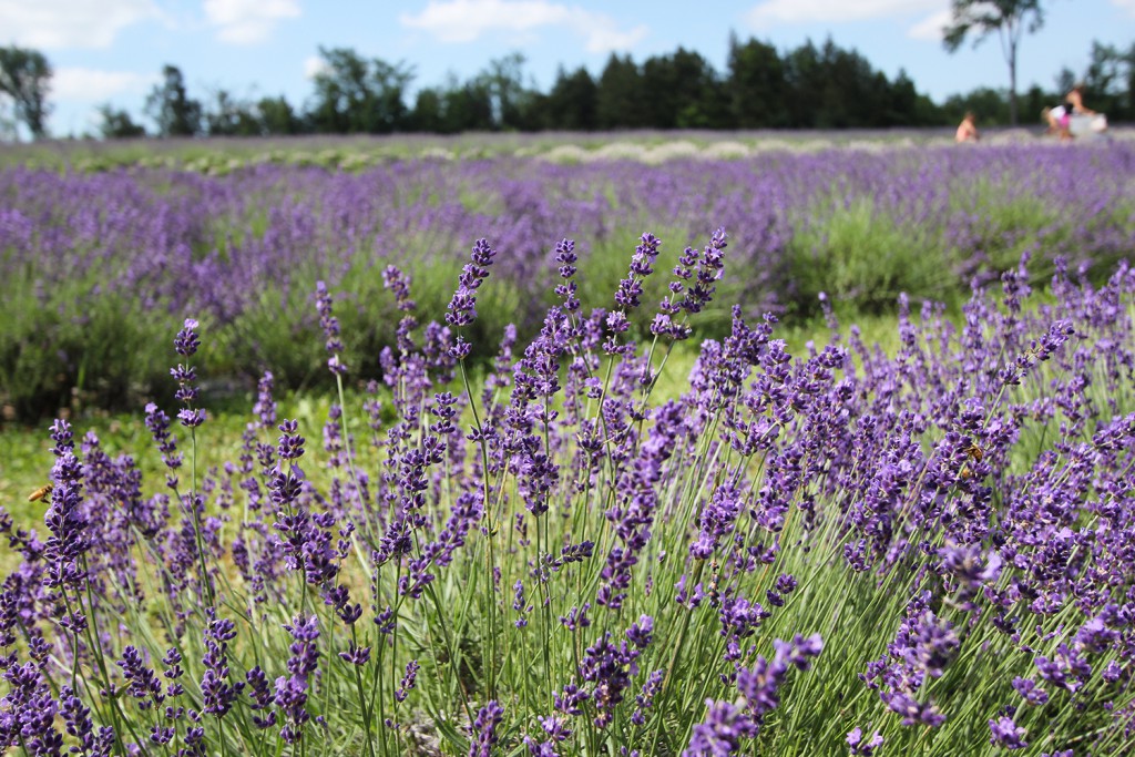 Terre Bleu lavender