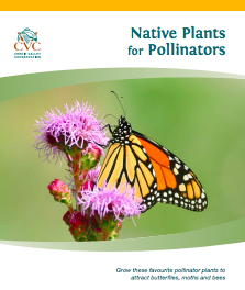 CVC_Native Plants for Pollinators